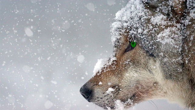 NeuPaddy 冬のオオカミ